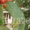 Gardenia Studios_best deals_Hotel_Thessaly_Magnesia_Mouresi