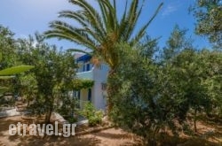 Golden Beach Studios in Andros Chora, Andros, Cyclades Islands