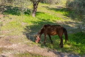 Secret Garden Filerimos_holidays_in_Hotel_Dodekanessos Islands_Rhodes_Ialysos