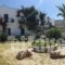 Pension Askas_best deals_Hotel_Cyclades Islands_Amorgos_Amorgos Chora