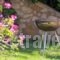 Villa Palma_best deals_Villa_Crete_Chania_Platanias