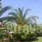 Cleopatra_holidays_in_Hotel_Macedonia_Halkidiki_Haniotis - Chaniotis